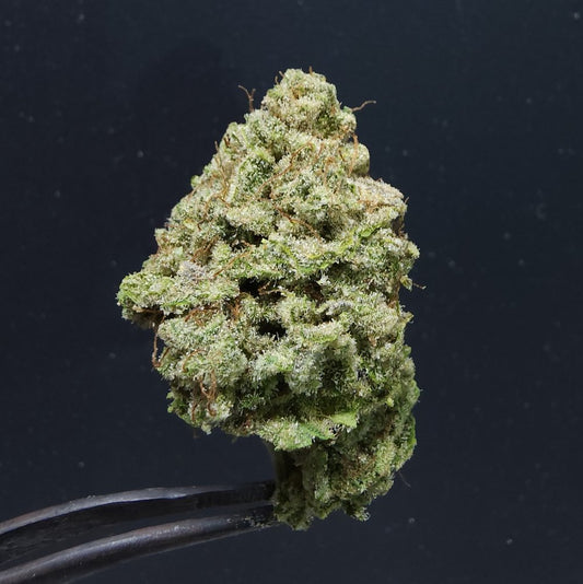 Glue Sniffer (Out of Stock)
